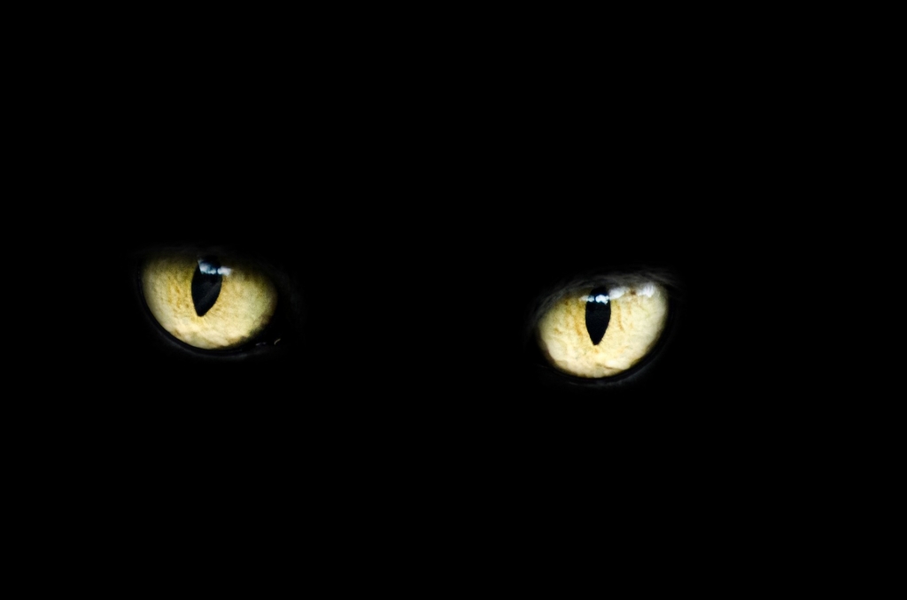 Only yellow eyes visible in a black background